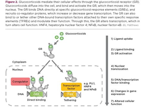 Glucocorticoids Restoring Balance During Stress Society For Endocrinology