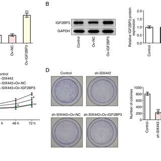 Interference With SiX4 Inhibits Proliferation Of SKoV3 Cells A