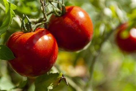 Tomate Ecoculture Biosciences
