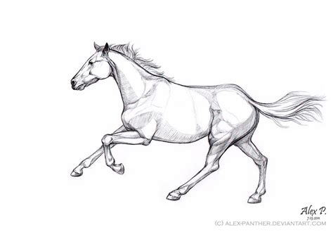 A sketch of galloping horse by Alex-Panther on DeviantArt