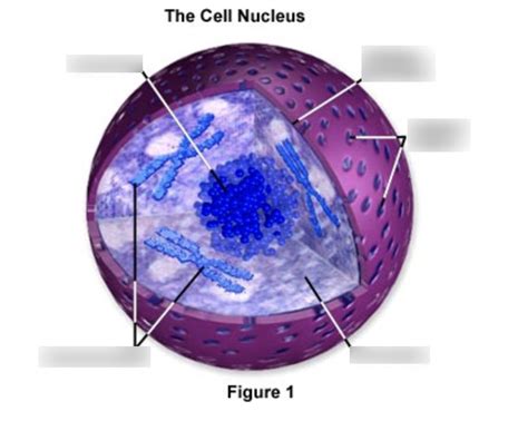 Nucleus Diagram Quizlet