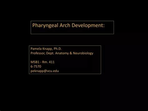 PPT - Pharyngeal Arch Development: PowerPoint Presentation, free download - ID:9643634