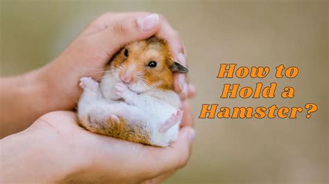 How To Hold A Hamster—everything You Need To Know