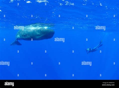 Baby Sperm Whale Calf Underwater Sperm Whale Underwater Physeter