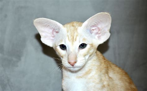 Oriental shorthair and Siamese kittens for sale - Cataristocrat Cattery