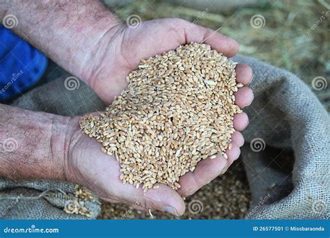 Hands With Wheat Stock Image Image Of Seeds Closeup 26577501