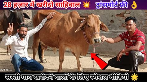 28 हजार में खरीदों साहिवाल 💥 💯सस्ती गाय खरीदने वालों के लिए स्पेशल