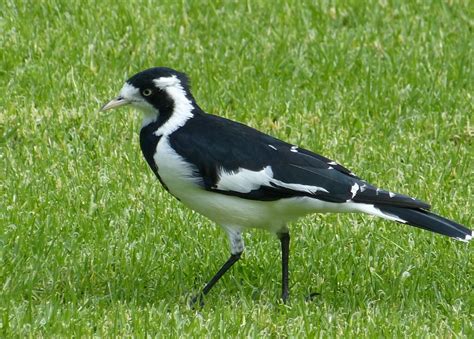 Magpie Lark Rewild Perth