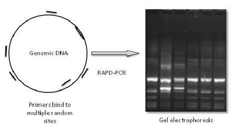 Schematic Representation Of Rapd Pcr Assay On The Right Rapd Pcr