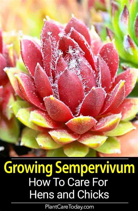 Growing Hens And Chicks How To Care For Sempervivum Houseleek Hens