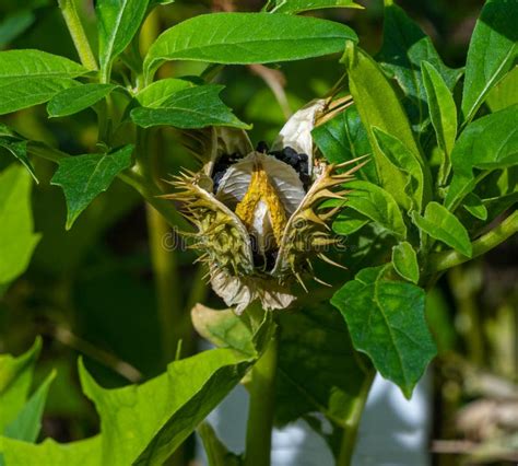 Datura Stramonium Conocido Por Los Nombres Comunes Jimson Weed O Datura