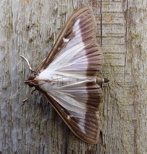 Box Tree Moth — Microeden