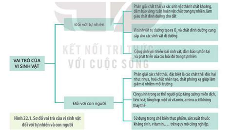 Lý thuyết vai trò và ứng dụng của vi sinh vật Sinh 10 Kết nối tri