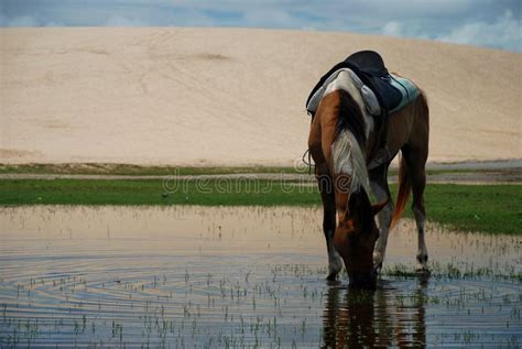 Paard Het Drinken In Een Vijver Jericoacoara Brazili Stock Foto