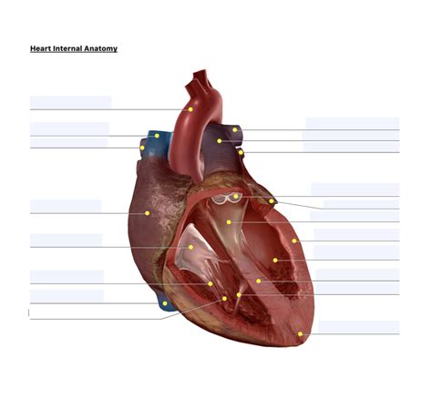 The Cardiovascular System Diagram Quizlet