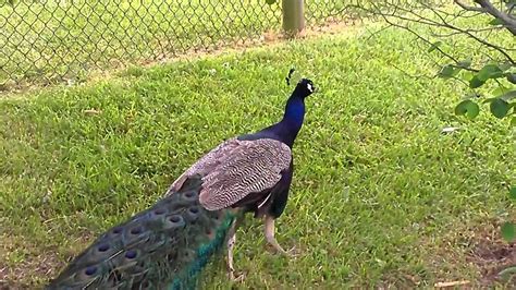 Peacock Youtube