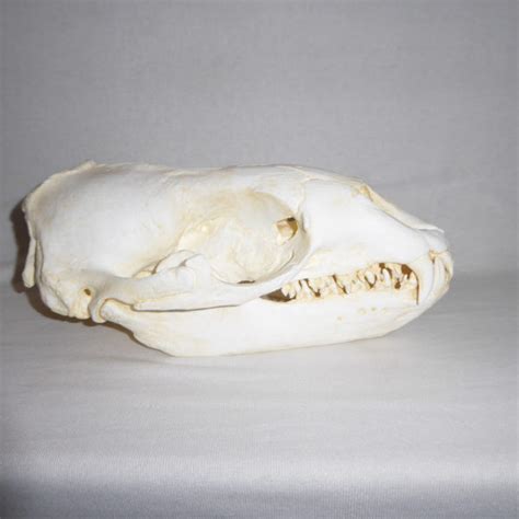 Leopard Seal Skull Replica - SkeletonsAndSkullsSuperstore