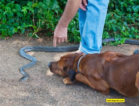 Entrenamiento de perros para esquivar serpientes cómo salvar ganado y