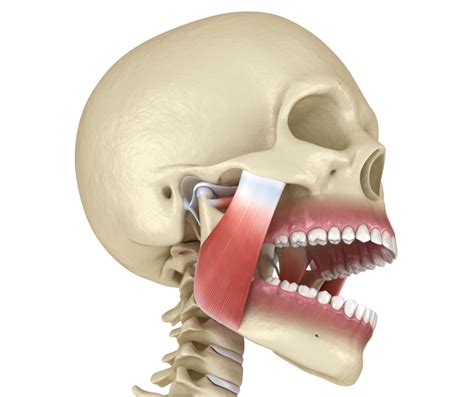 Guida Clinica Pratica Per Le Disfunzioni Cranio Mandibolari Dott