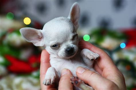 Tiny 1.54-Pound Chihuahua Earns Title of Smallest Dog Ever Adopted From ...