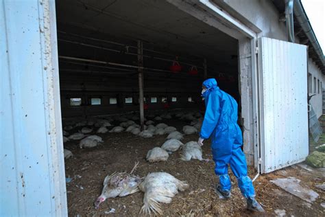 Rusia Informa Sobre Primer Caso De Transmisión De Cepa H5n8 De Gripe Aviar Al Ser Humano La