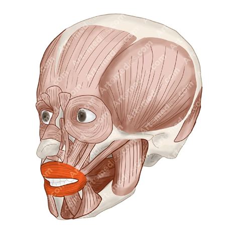 Orbicularis Oris Muscle One Of A Kind Sphincter In The Face