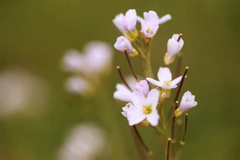 Cycles Dateliers Arbres Et Plantes Sauvages Aux Multiples Vertus