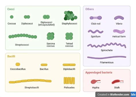 Shapes Of Bacteria Cocci Bacilli And Spirochetes • Microbe Online