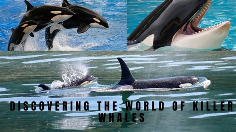 Unleashing The Majesty Of The Mighty Orca Discovering The World Of