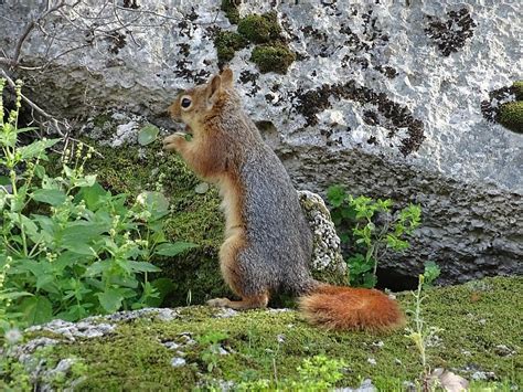 Ein Kaukasisches Eichhörnchen In Phaselis16 02 26 Phaselis 044 S