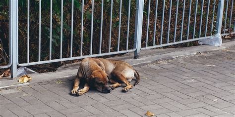 International Homeless Animals Day in 2024/2025 - When, Where, Why, How is Celebrated?