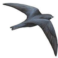 Black Swift | Audubon Field Guide