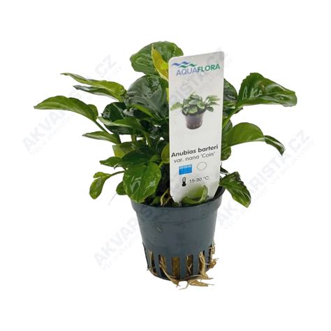 Aquaflora Anubias Barteri Var Nana Coin Košíček Akvaristacz