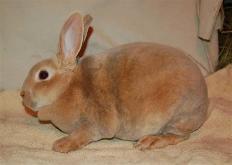 Mini Rex Color Guide Wildriver Rabbitry Mini Rex Rabbit Rex Small