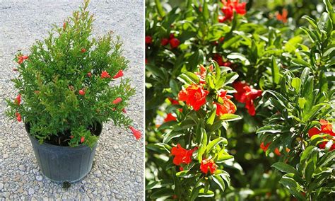 Punica Granatum Nana Dwarf Pomegranate Shrub Garden Plants Online