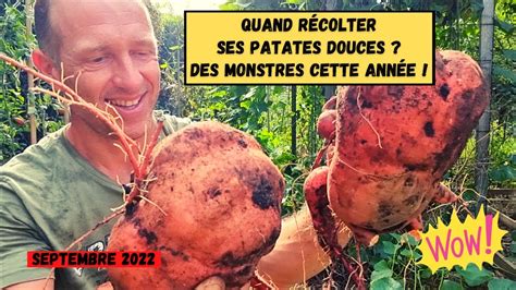 QUAND RÉCOLTER SES PATATES DOUCES et encore YouTube