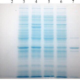 Sds Page Analysis Of The Expression Of Bpfae In E Coli Bl De Using