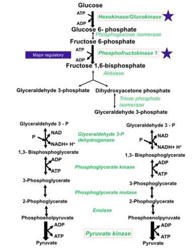 Glycolysis Flashcards Quizlet