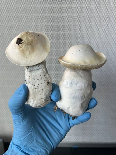 Albino Jedi Mind Fuck Spore Swab Set 3ntheogenik