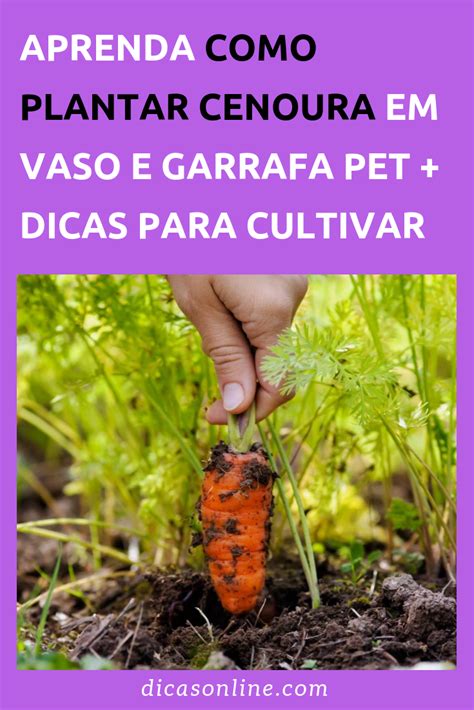 Como plantar cenoura em casa Cultivando cenouras Jardim comestível