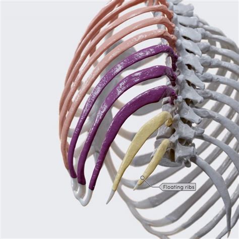 Classification And Landmarks Of The Ribs Media Library Anatomy App