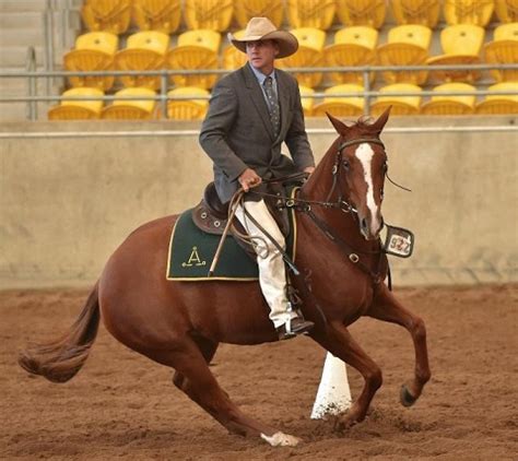 The Australian Stock Horse Society | equinenews.com.au