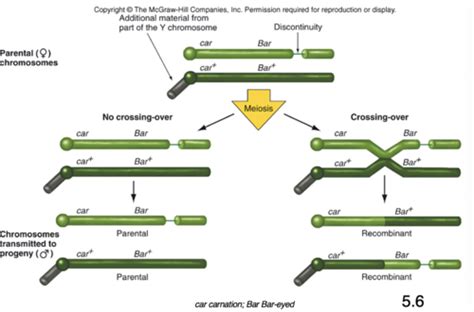 Biol Lecture Recombination Mapping Flashcards Quizlet