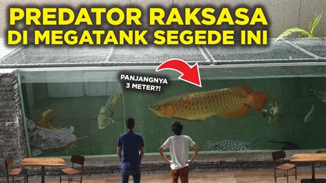 Merinding Ada Ikan Predator Raksasa Di Megatank Segede Ini Youtube