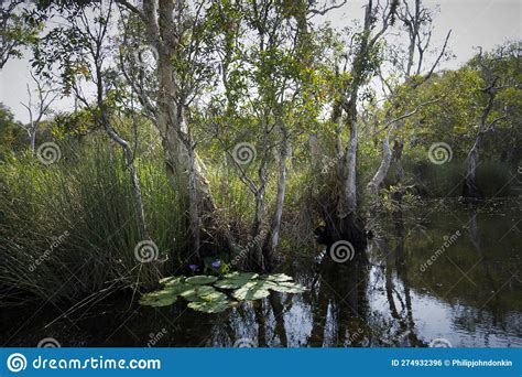 Wetlands Natural Nature Reserves Tropical Wetland Areas with Native ...