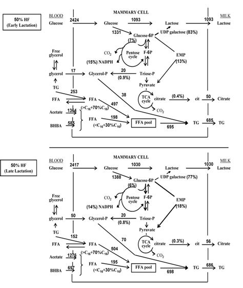 Scheme For Calculated Metabolic Pathways Involve Intracellular Download Scientific Diagram