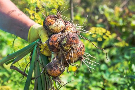 How To Harvest And Cure Onions Gardeners Path