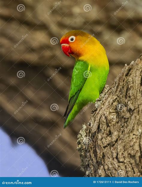 Fischer`s Lovebird Agapornis Fischeri Stock Image Image Of Nester