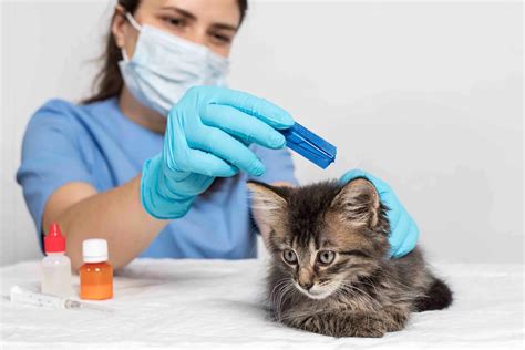 how to rid of fleas on cats 4