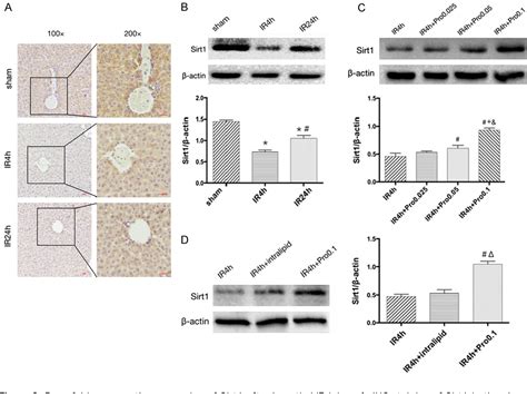 Figure From Propofol Alleviates Hepatic Ischemia Reperfusion Injury